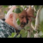 Arajnordner Episode 195